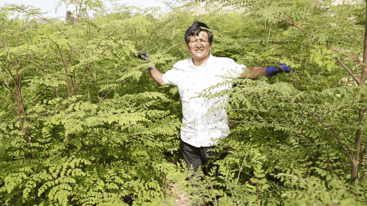 MORINGA & SPIRULINA | Green Strength & Recovery