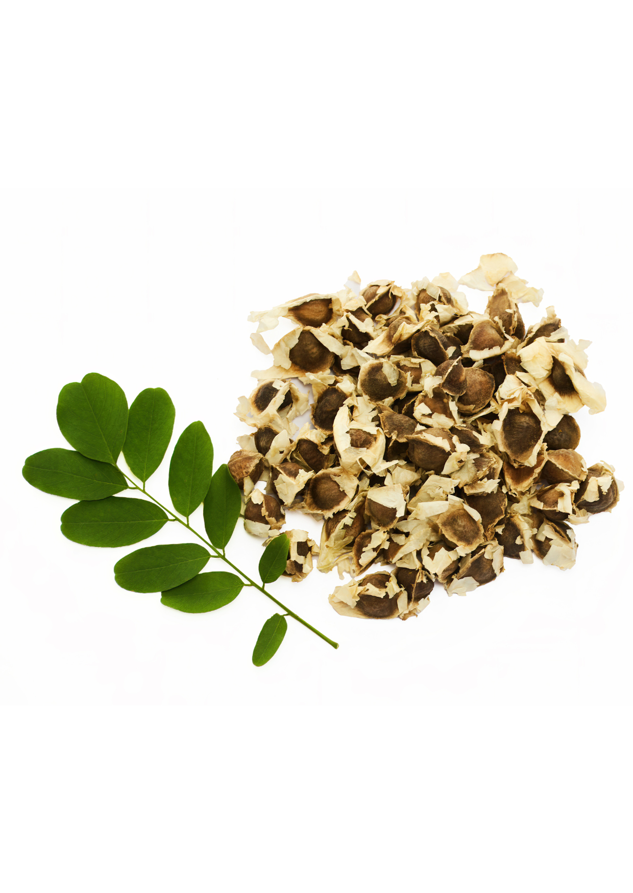 GRAINES DE MORINGA - Énergie, Detox et Vitalité