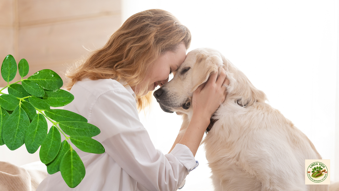 Nos animaux aussi ont droit au meilleur des Andes : Les bienfaits du Moringa pour eux