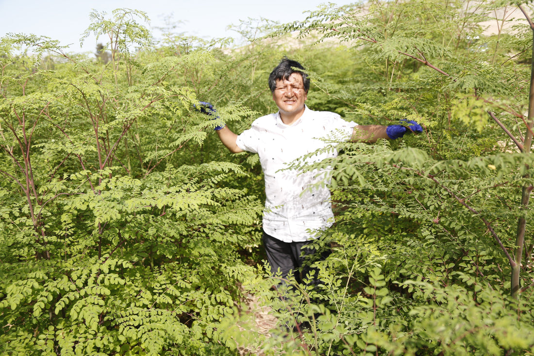 LINDA VIDA : L'Héritage des Andes et la promesse d'un Naturel authentique