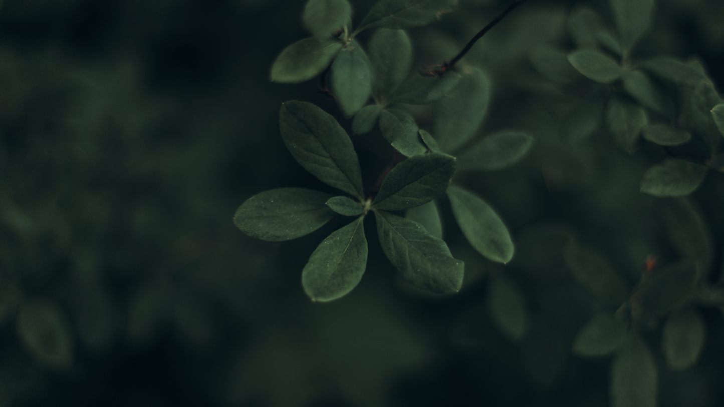 MORINGA &amp; SPIRULINA | Green Strength &amp; Recovery