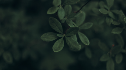 MORINGA &amp; SPIRULINA | Green Strength &amp; Recovery