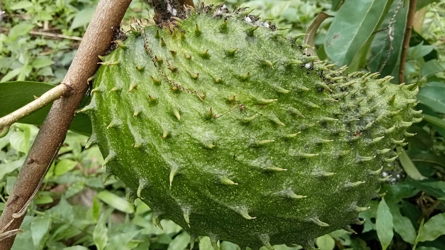 GRAVIOLA (Soursop) POWDER | Soothing &amp; Digestion