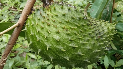 GRAVIOLA (Soursop) POWDER | Soothing &amp; Digestion