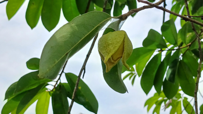 GRAVIOLA (Soursop) POWDER | Soothing &amp; Digestion